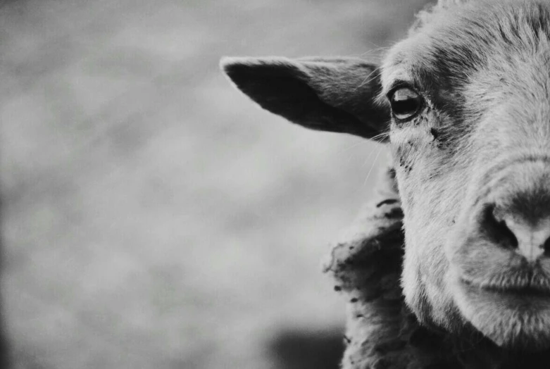 a goat standing with its head against the camera