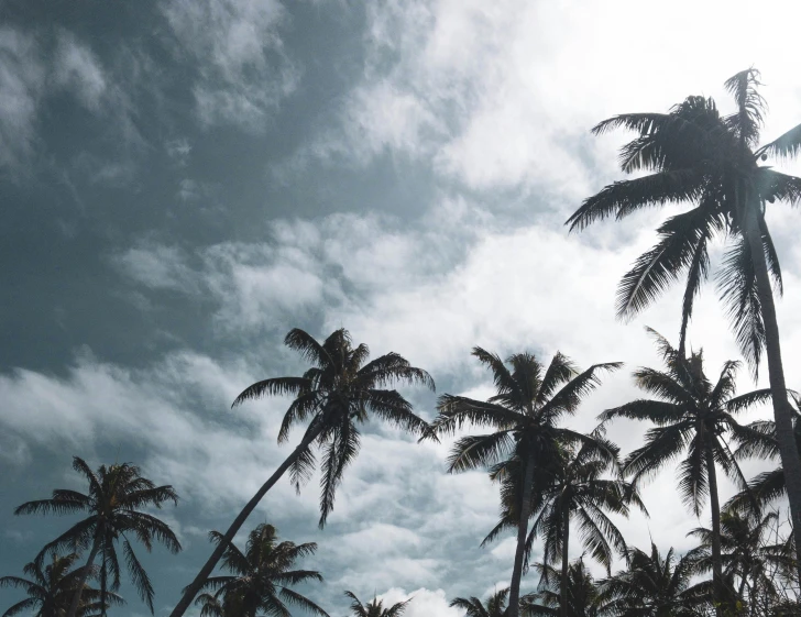 a bunch of tall palm trees with blue skies above