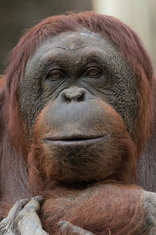 an orangutan with soing around his face on the camera