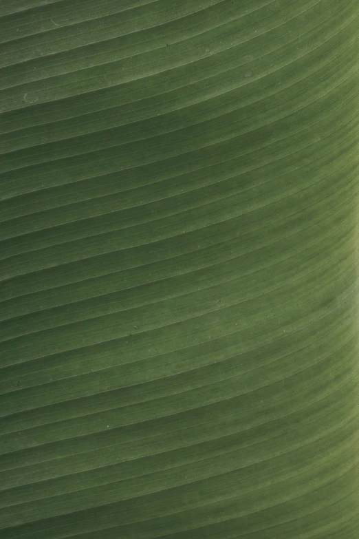 a close - up view of green foliage that has been drawn