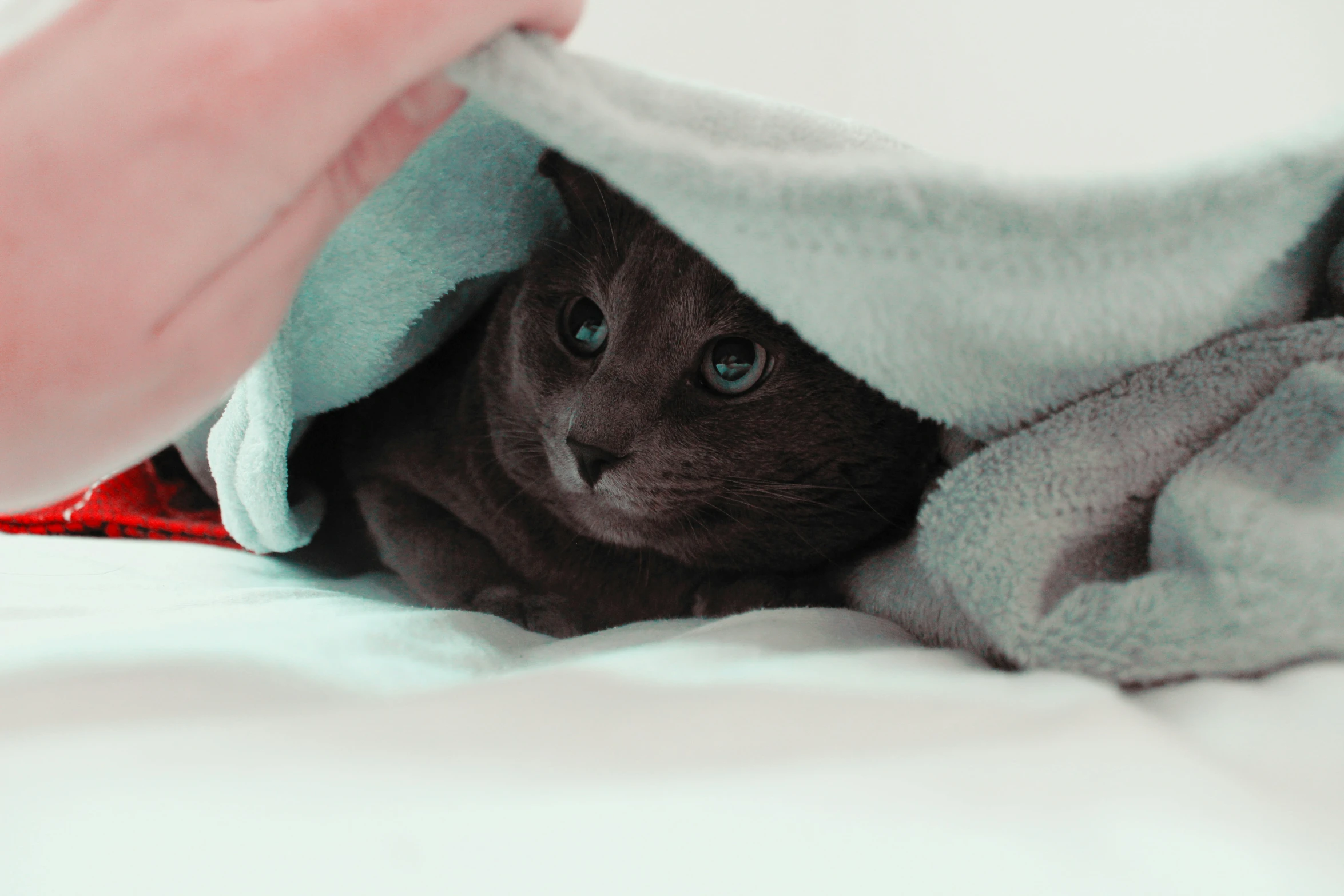 a cat laying under a blanket, under the covers