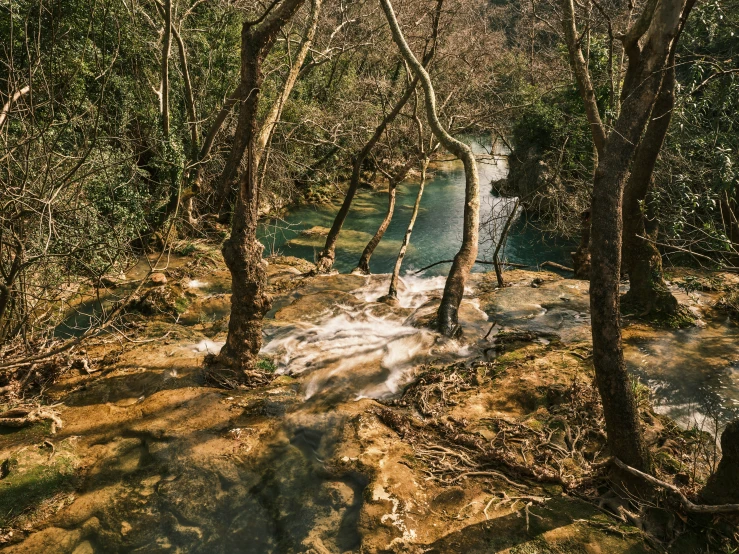 a man stands at the edge of a river in a forest