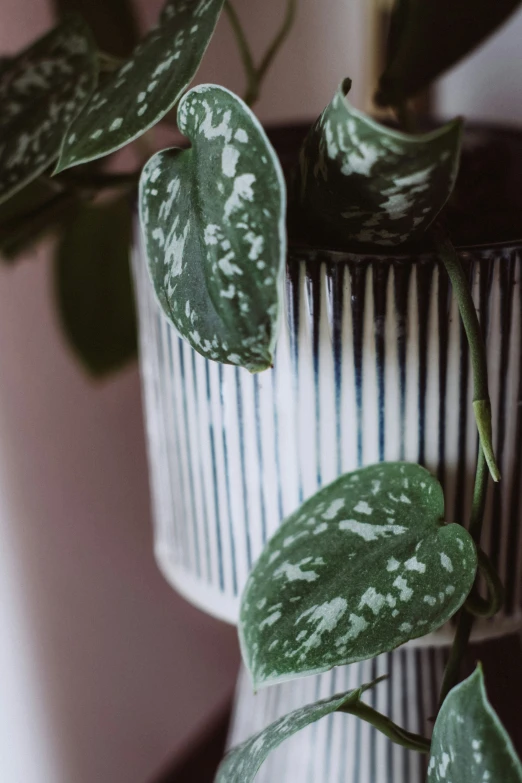 some very pretty plants with big leaves in pots