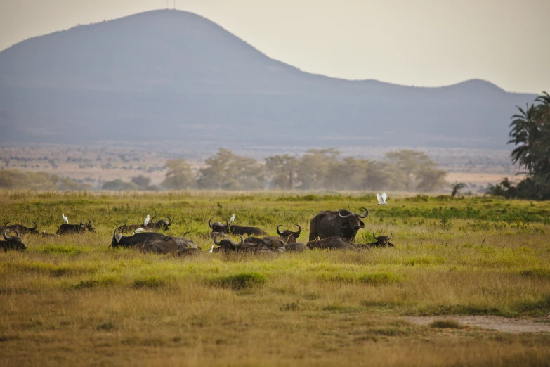 the elephants are in the open field by the mountain