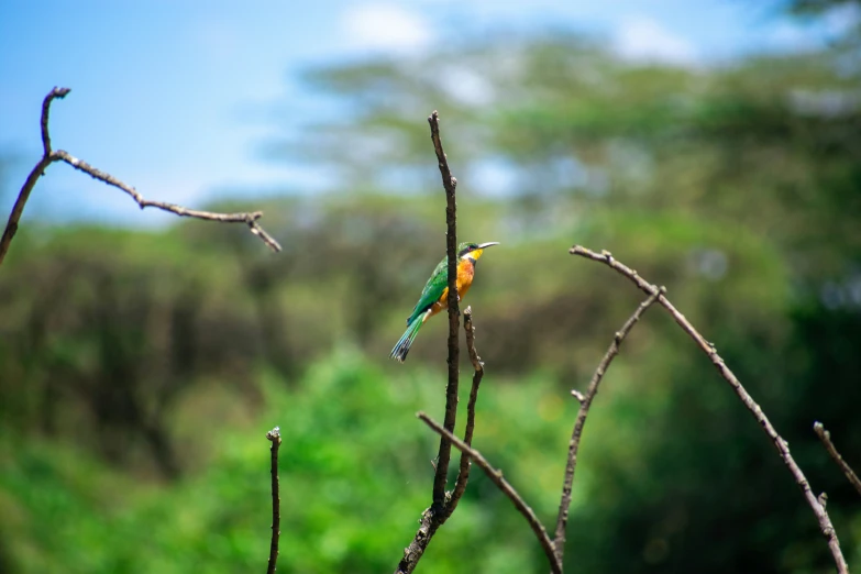 a small colorful bird perched on top of a tree nch