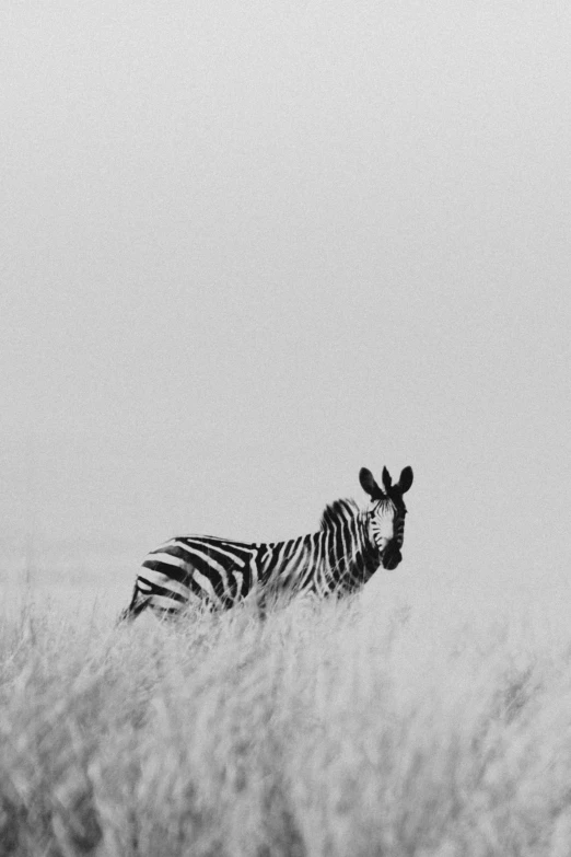 black and white pograph of a ze in grassy area