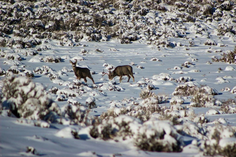 two deer standing next to each other in the snow