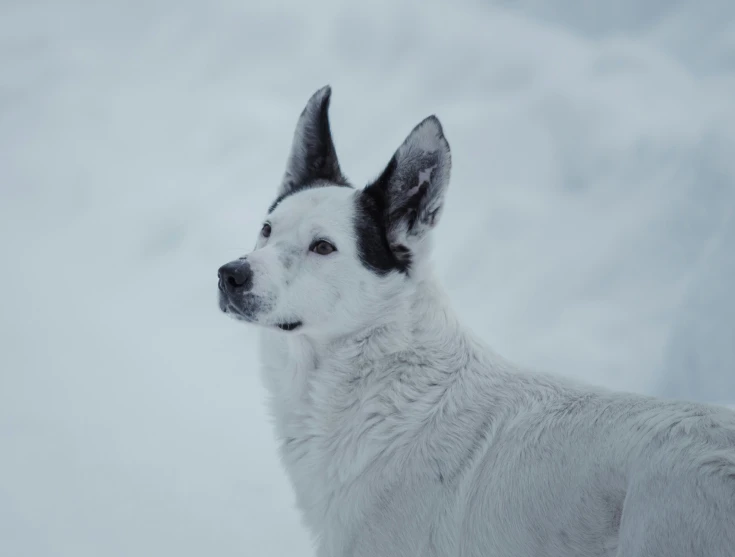 the large white dog is standing in the snow