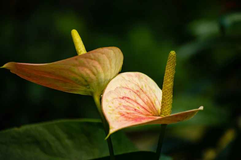 a flower bud in full bloom and an odd shaped flower