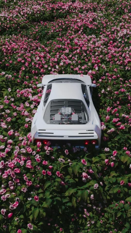 the car is in the middle of the flower field