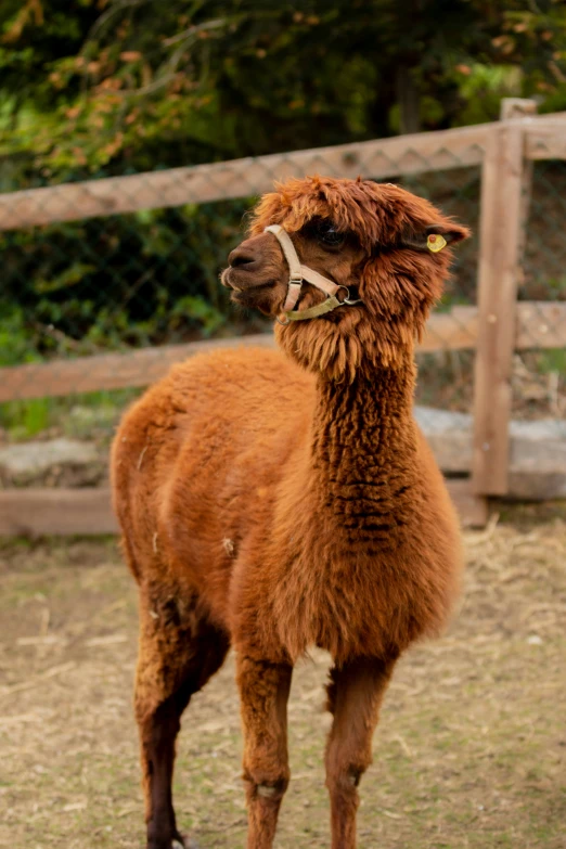 an animal standing in the grass with a fence