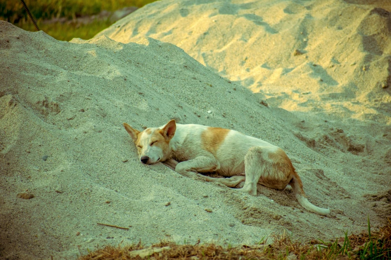 a dog lays in the sand and looks