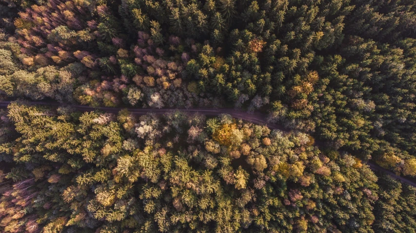 trees with a road cut into the middle