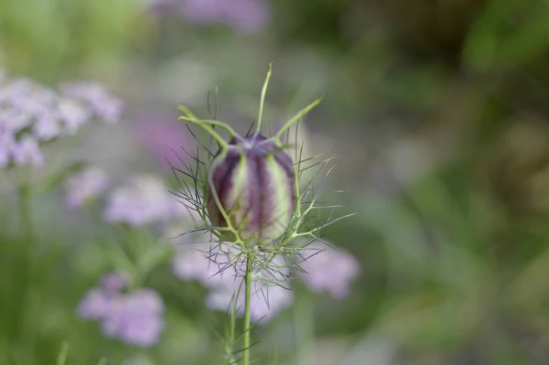 a very pretty purple flower in the grass