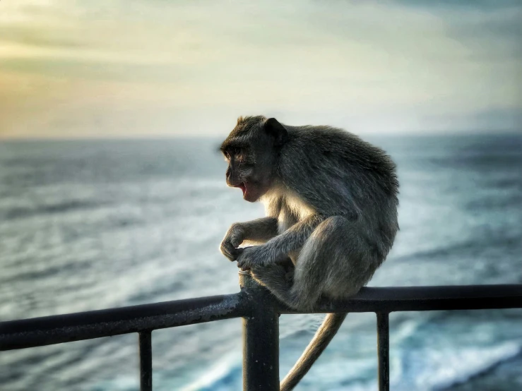 a monkey that is sitting on a rail near the ocean