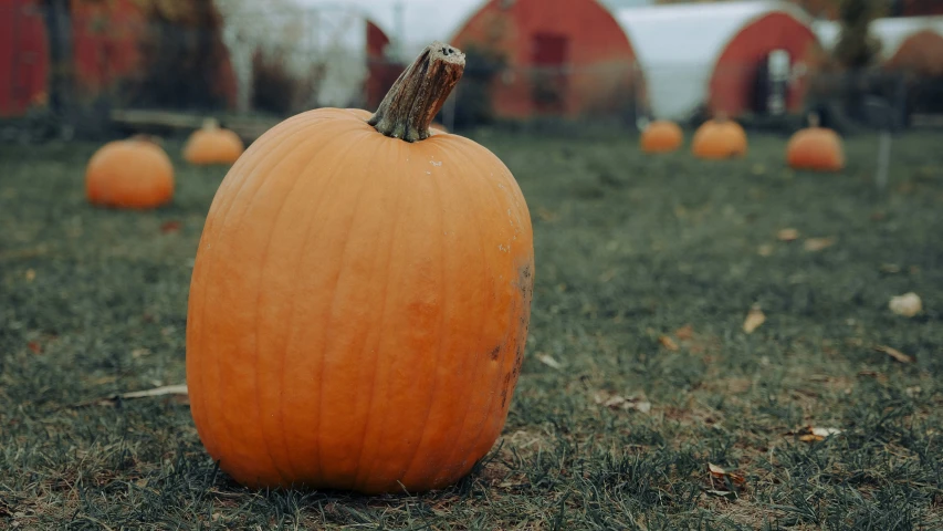 a pumpkin sitting on top of a green grass covered field