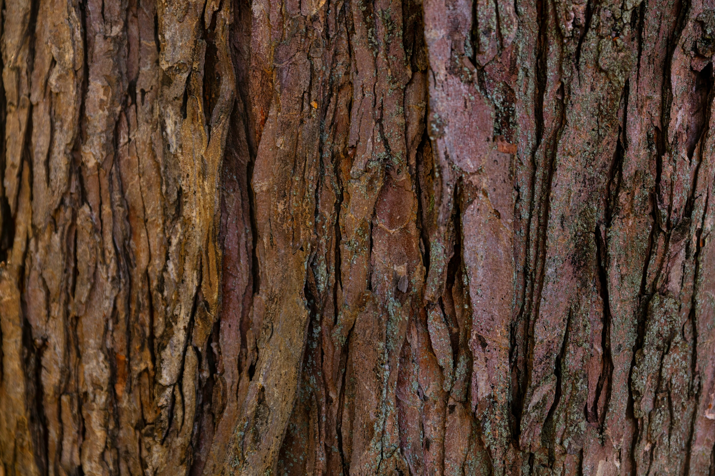 some bark on an old tree in the park