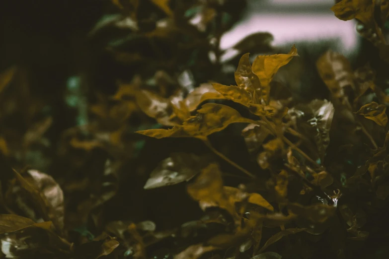 some very pretty green leaves with yellow tips