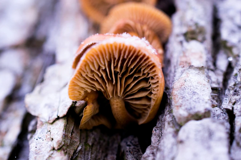 a group of small mushrooms growing from the bark of a tree