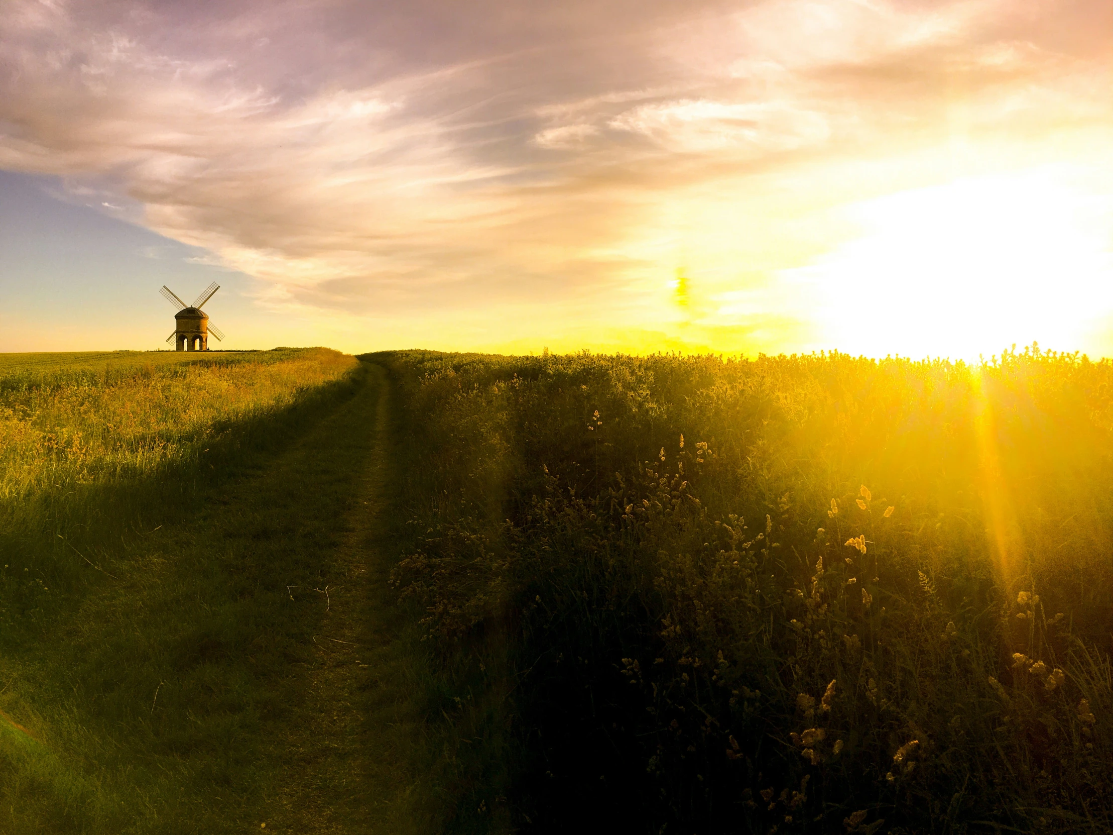 a person walking on a path surrounded by tall grass