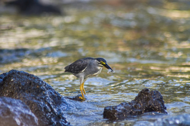 there is a bird standing in the water