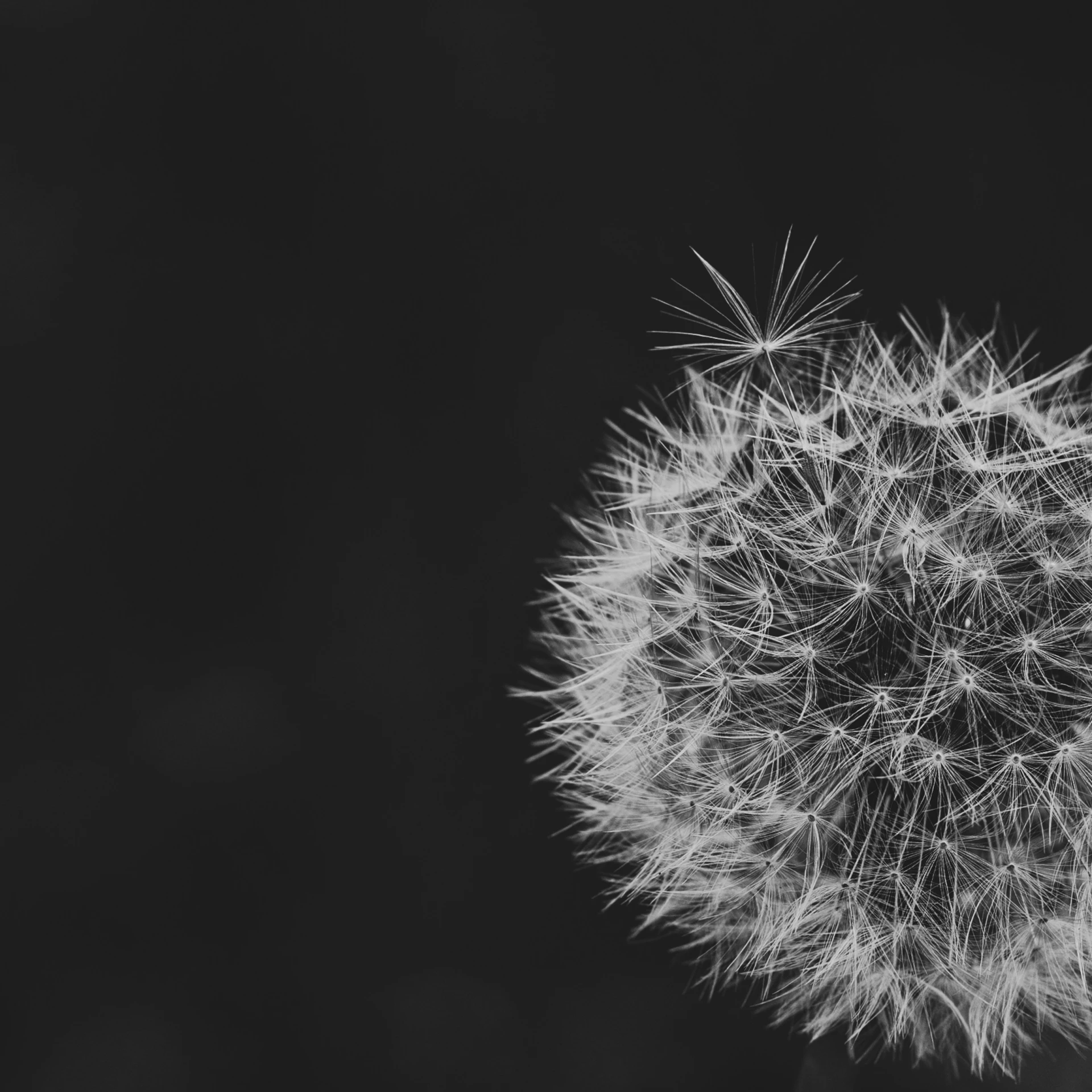 a dandelion with seeds is shown in black and white