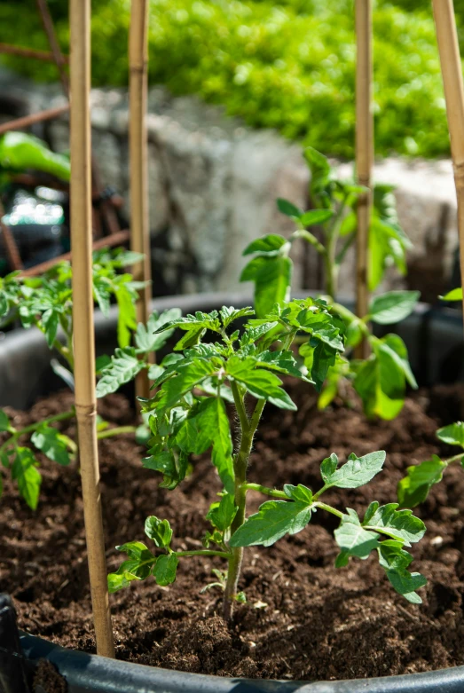 several potted plants on display with dirt in the soil