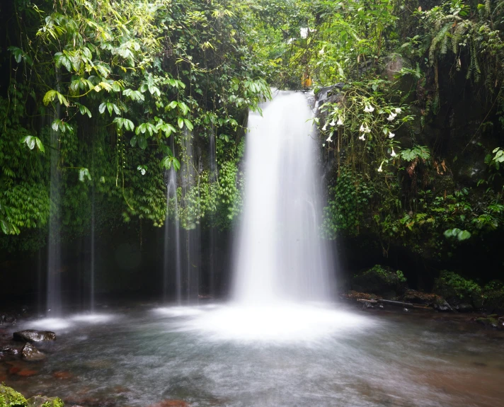 a small waterfall in the middle of green plants