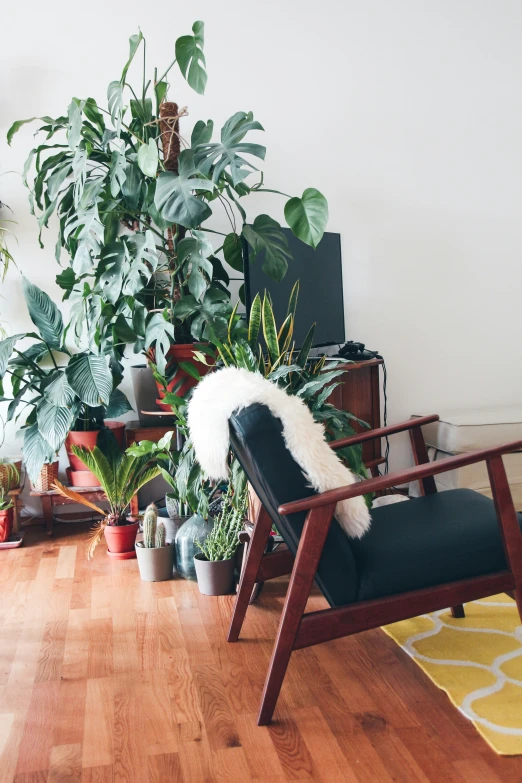 a living room with several plants and plants