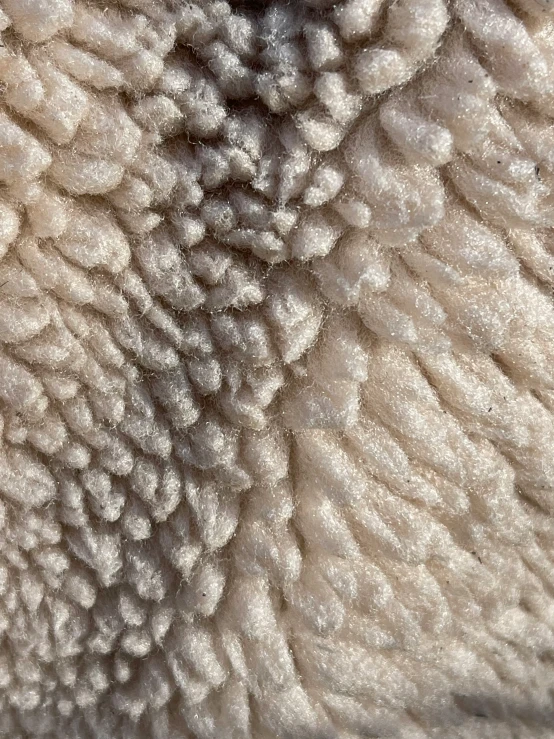 close up view of gray wool on a sheep