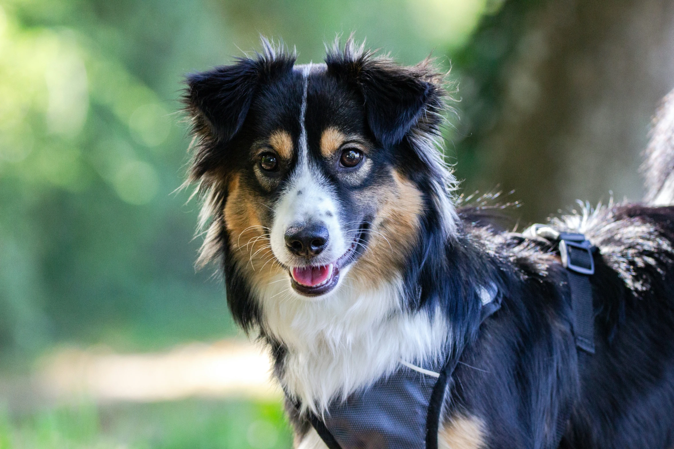 a close up of a dog with a leash