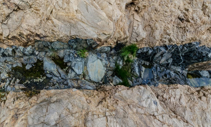 some plants on some rocks near the ocean