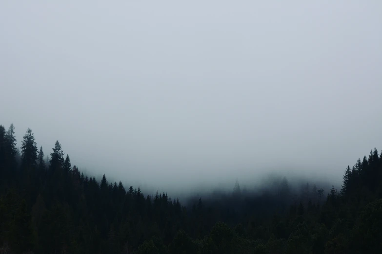 a black - and - white po shows an area with very thick trees