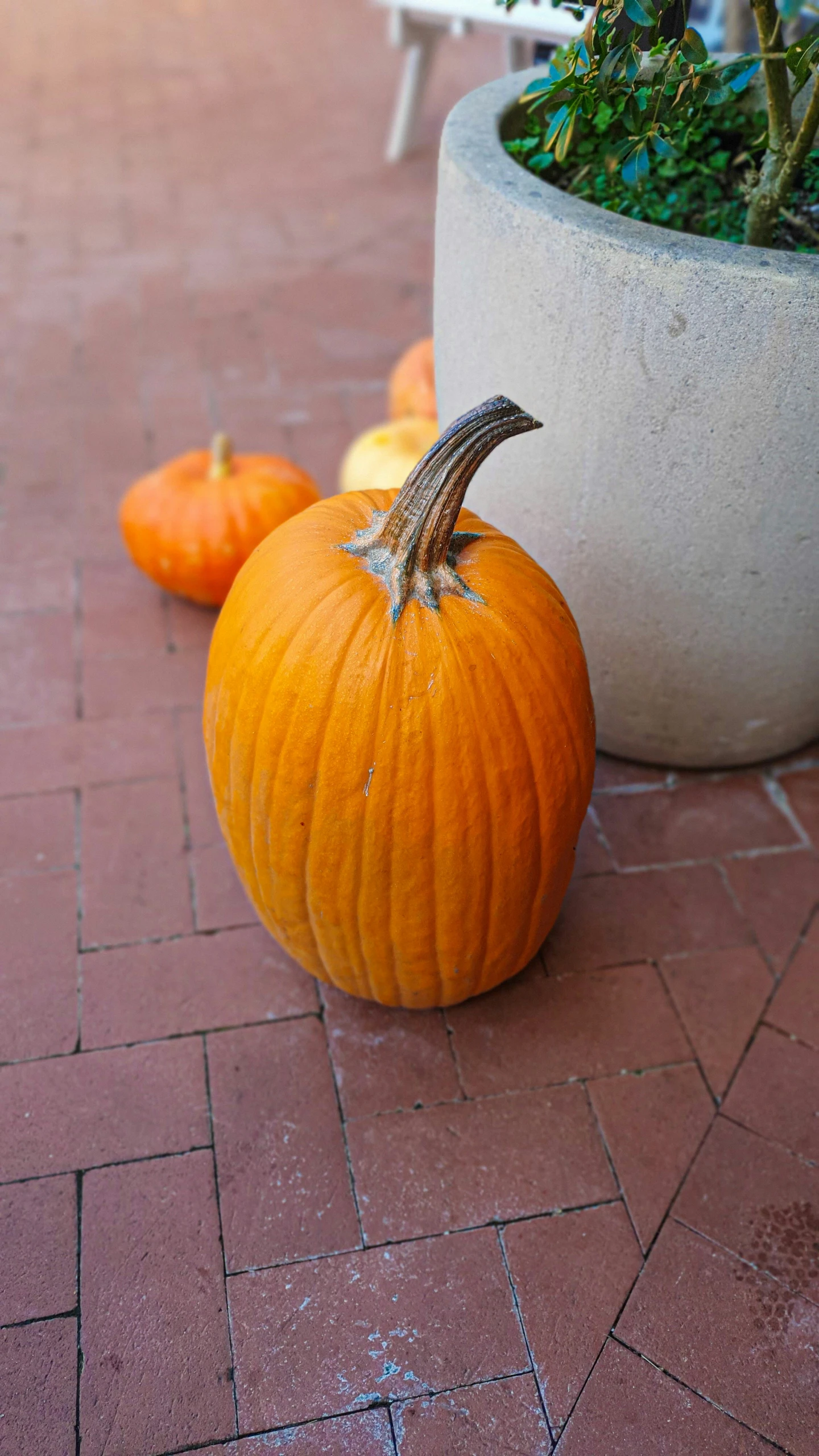 a big pumpkin is sitting next to a potted plant