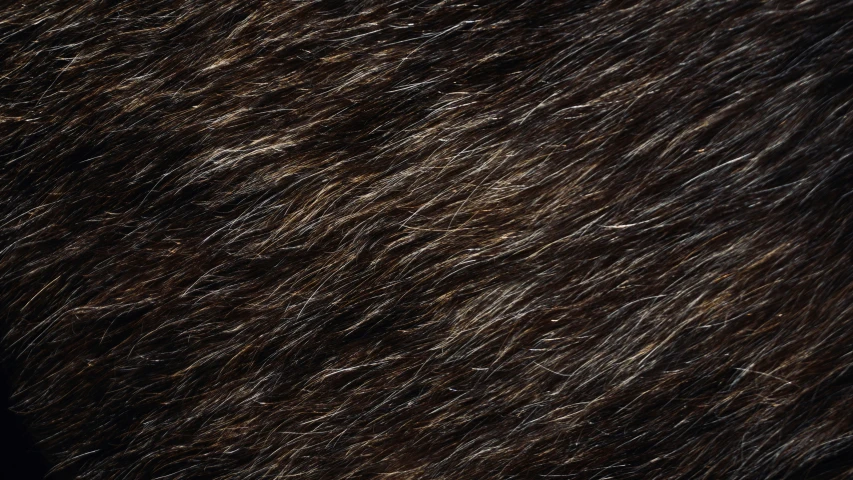 closeup image of brown fur texture