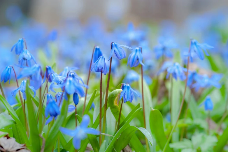 some blue flowers that are growing out of the ground