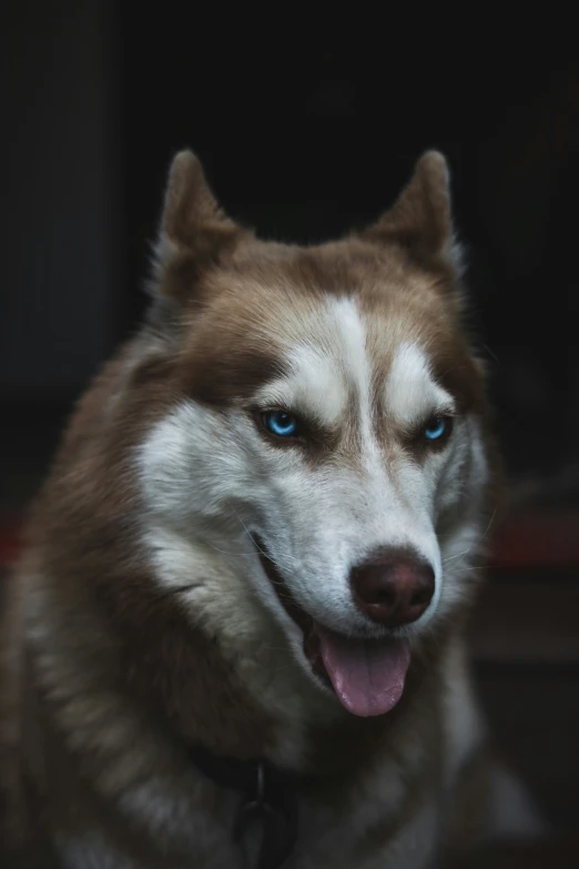 a brown husky dog with blue eyes, standing