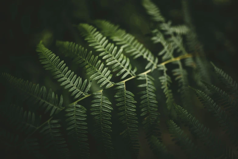 a fern plant growing and reaching towards the sky