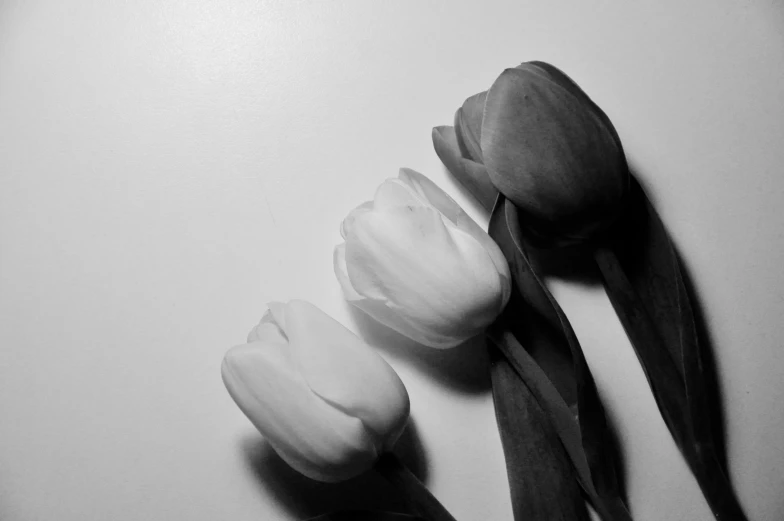 three tulips laying down on a table in a row