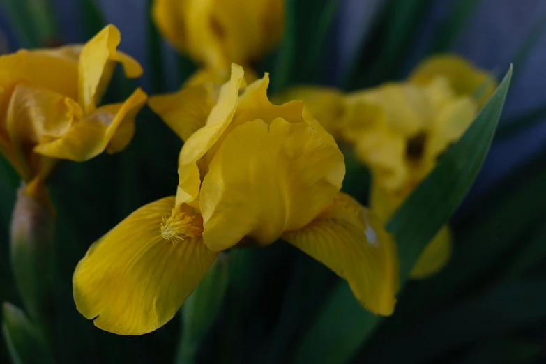 close up image of yellow flowers with green leaves