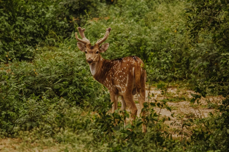 the small deer has antlers that are brown