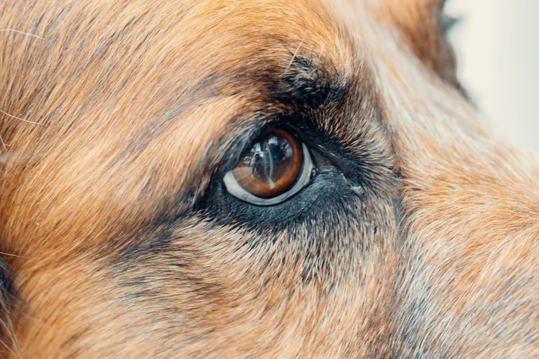 a closeup of a dog's eye