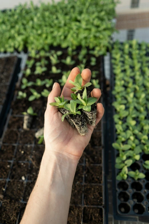 the small plants are in the planter boxes