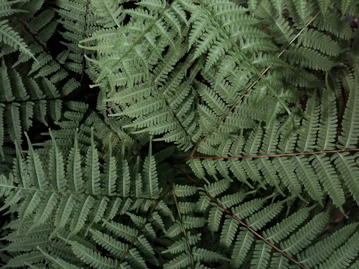 many green leaves that are standing up together