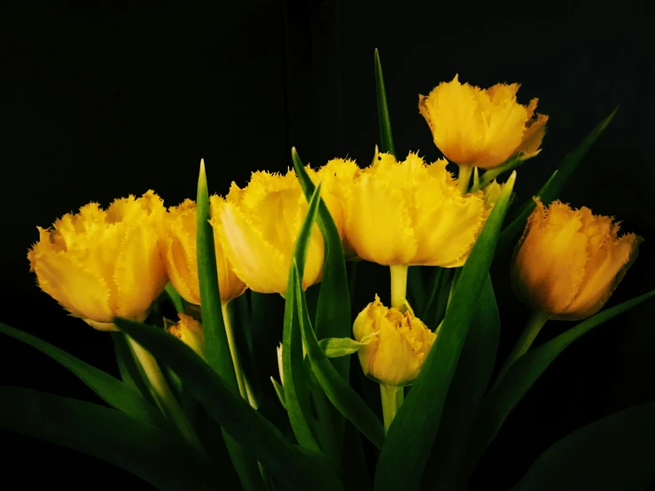 this is a bunch of yellow flowers with the stems still in bloom