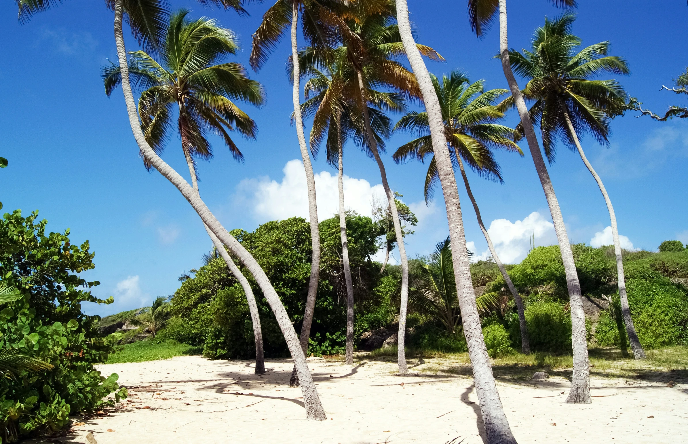 the view shows the sandy beach with coconut trees and a bench