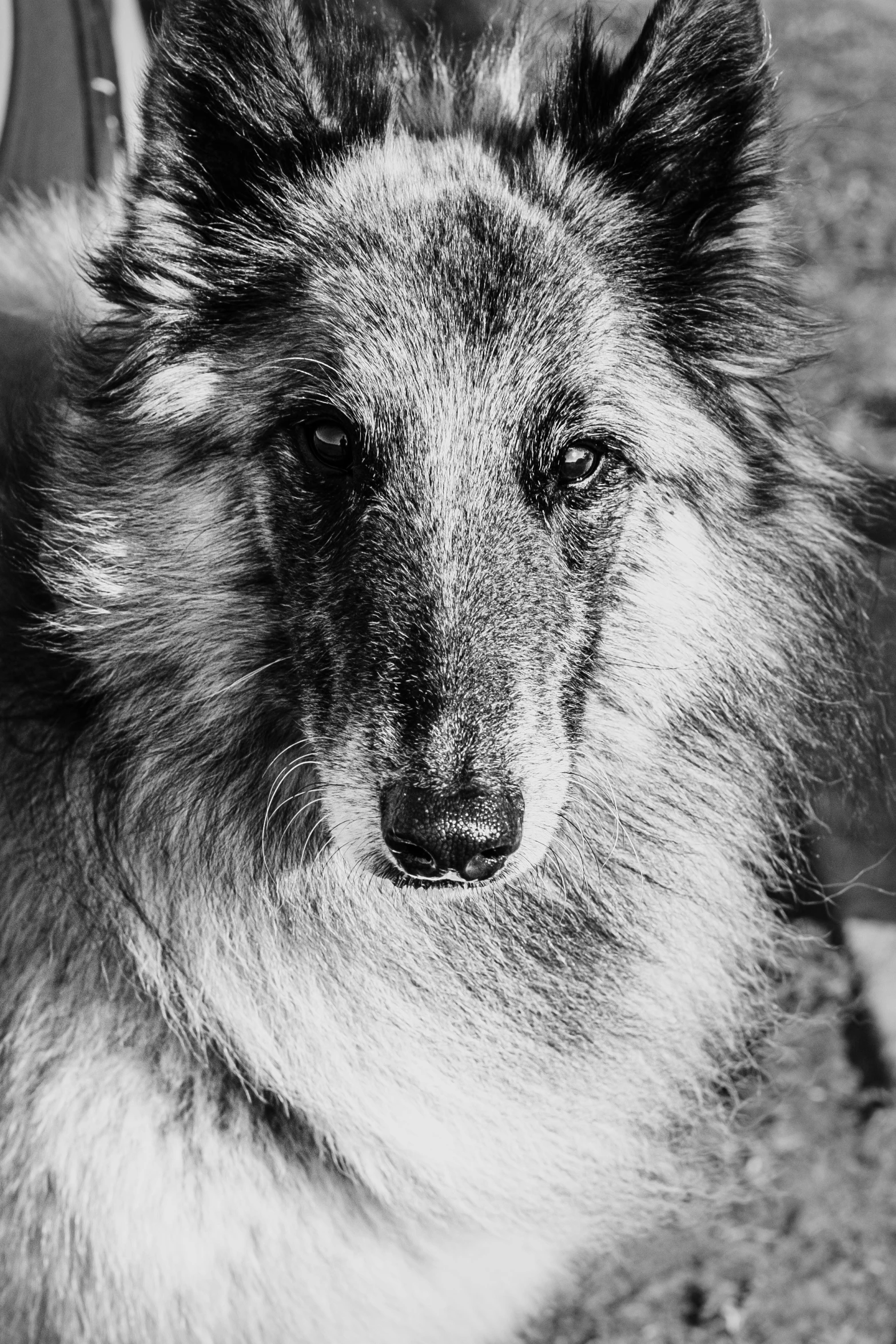 a black and white picture of a dog that is looking towards the camera