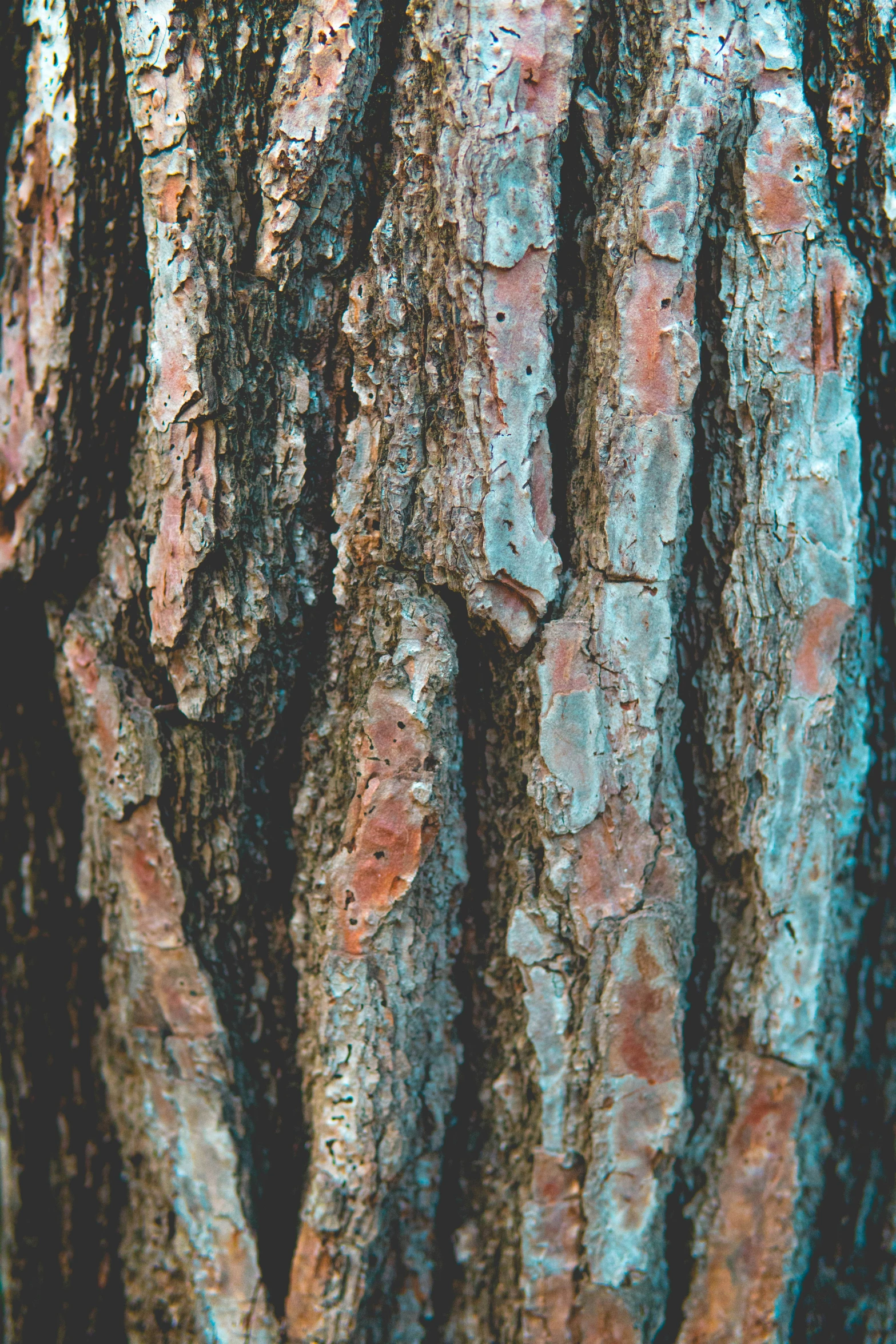 a tree with orange marks on the bark