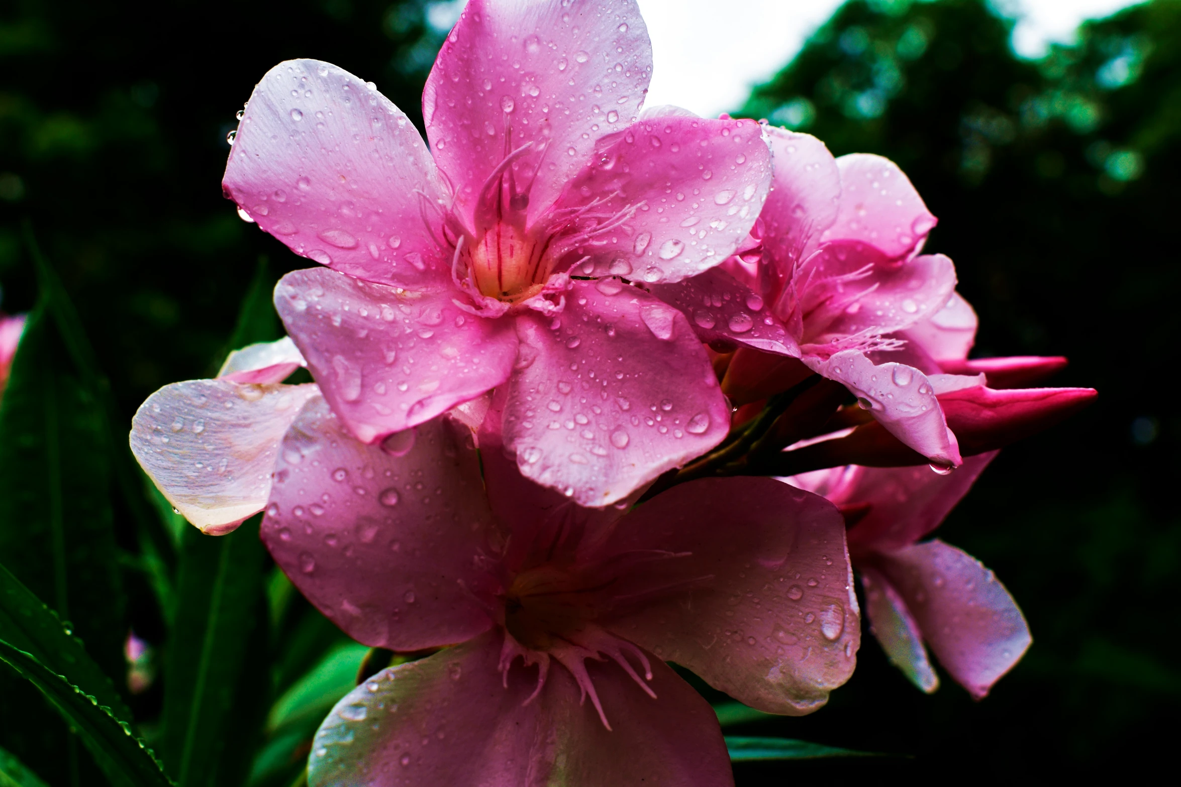 there are several large flowers with water drops on them