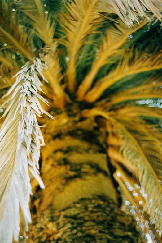 a palm tree's nches with the leaves splattered on them